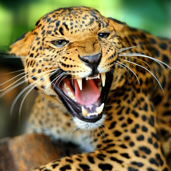 Meet your Posher, Jasmine - Picture 1 of 1